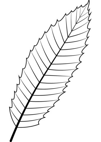 European Chestnut Leaf Coloring Page